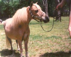 Zuchtstute Dels June Bug (American Miniature Horse, 1975, von Dels Little Man)