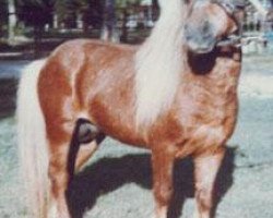 stallion Orange Light van 't Huttenest (American Miniature Horse, 1974, from Negus Du Mury-Marais)