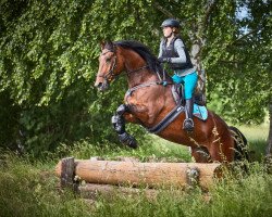 dressage horse Sabrina 472 (Latvian Warmblood, 2011, from Serrano)