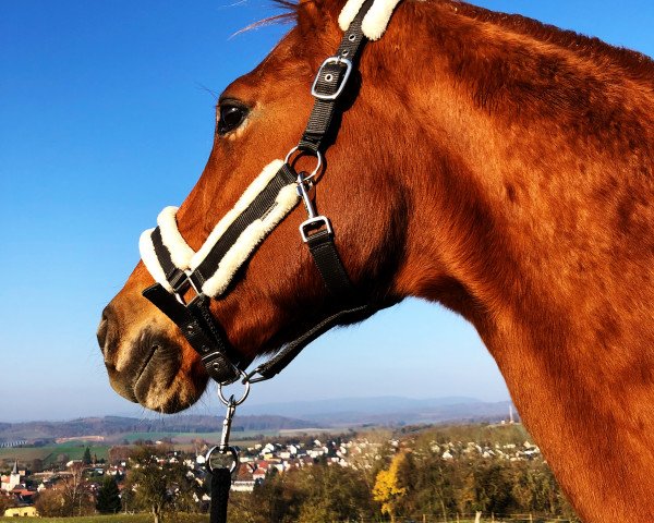 Pferd Easy Dancer (Hessisches Warmblut, 2003, von Epernay)