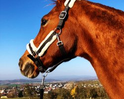 Pferd Easy Dancer (Hessisches Warmblut, 2003, von Epernay)