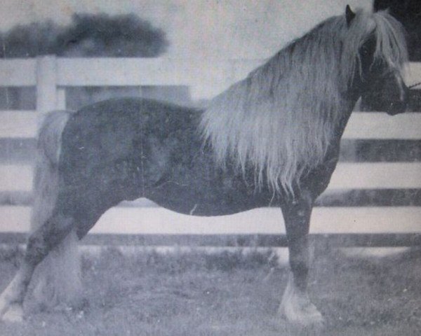 stallion Sunlight Larigo (American Classic Shetler. Pony, 1926, from King Larigo)