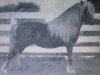 Deckhengst Sunlight Larigo (American Classic Shetl. Pony, 1926, von King Larigo)