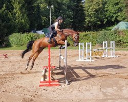 jumper Cézanne de Chambourg 2 (Luxembourg horse, 2013, from Conway II)