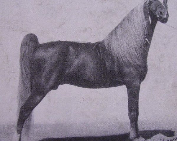 stallion Red Crescent King (American Classic Shetler. Pony, 1951, from Billy Boy Crescent)