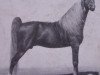 Deckhengst Red Crescent King (American Classic Shetl. Pony, 1951, von Billy Boy Crescent)