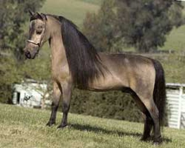 Deckhengst Shadow Oaks Top Banana (American Miniature Horse, 1981, von Shadow Oaks Paul Bunyan)