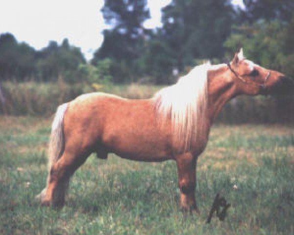 stallion Fishers Master Mickey (American Miniature Horse, 1981, from Pistols Casey Branaman)