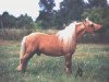 stallion Fishers Master Mickey (American Miniature Horse, 1981, from Pistols Casey Branaman)