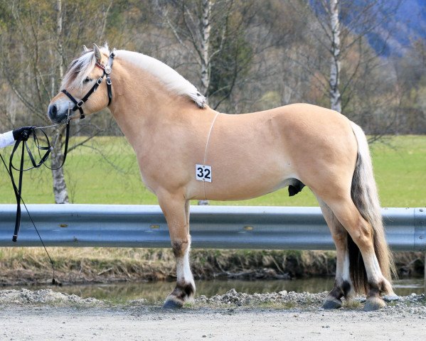 stallion Vassliås Bruse (Fjord Horse, 2018, from Birkelid Nimo)