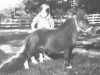 stallion Bond Tiny Tim (American Miniature Horse, 1970, from Bond Peppermint Goldmine)