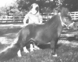 stallion Bond Tiny Tim (American Miniature Horse, 1970, from Bond Peppermint Goldmine)