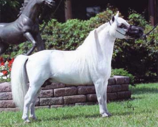 stallion Flying W Farms Little Boy Blue (American Miniature Horse, 1983, from Flying W Farms Little Blue Boy)