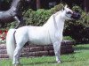 Deckhengst Flying W Farms Little Boy Blue (American Miniature Horse, 1983, von Flying W Farms Little Blue Boy)