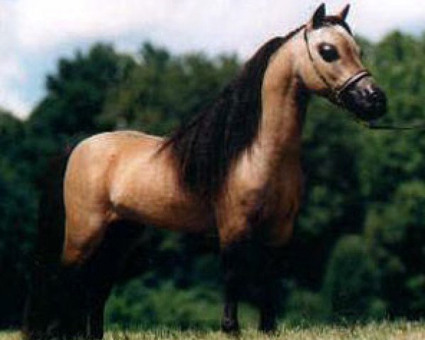 Deckhengst Little Kings Santana Supreme (American Miniature Horse, 1989, von Kokomos Little King Supreme)