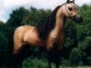 stallion Little Kings Santana Supreme (American Miniature Horse, 1989, from Kokomos Little King Supreme)