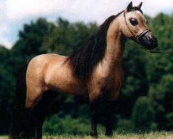 stallion Little Kings Santana Supreme (American Miniature Horse, 1989, from Kokomos Little King Supreme)