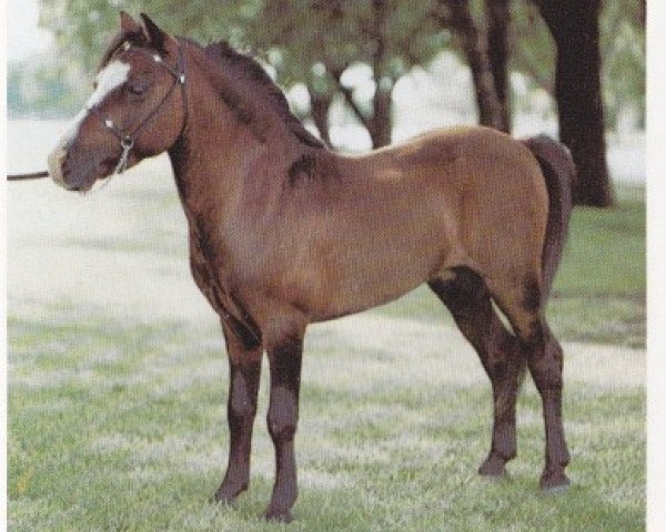 stallion Rowdy (American Miniature Horse, 1973, from Kewpies Sun)
