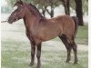 stallion Rowdy (American Miniature Horse, 1973, from Kewpies Sun)