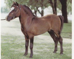 stallion Rowdy (American Miniature Horse, 1973, from Kewpies Sun)