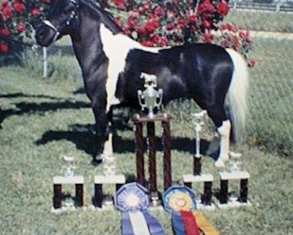 Deckhengst F.W.F. Kewpies Charro of Arenosa (American Classic Shetl. Pony, 1983, von Kewpie's Topper of Arenosa)