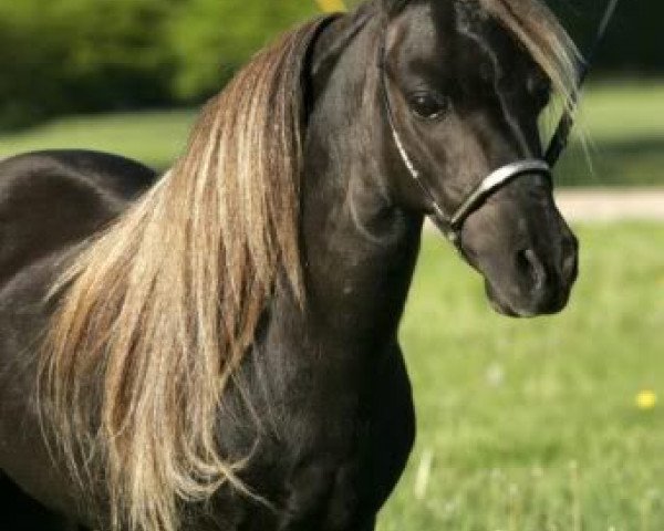 stallion Flabys Supreme (American Miniature Horse, 1989, from F.W.F. Kewpies Charro of Arenosa)