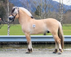 stallion Birkelid Odin (Fjord Horse, 2018, from Alme Baronen)