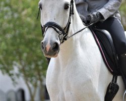 jumper Rustical (Hanoverian, 2005, from Escudo I)