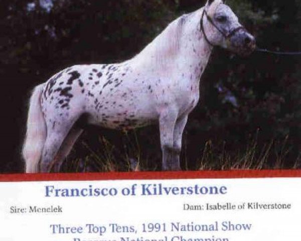 Deckhengst Francisco of Kilverstone (American Miniature Horse, 1982, von Menelek)