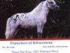 stallion Francisco of Kilverstone (American Miniature Horse, 1982, from Menelek)