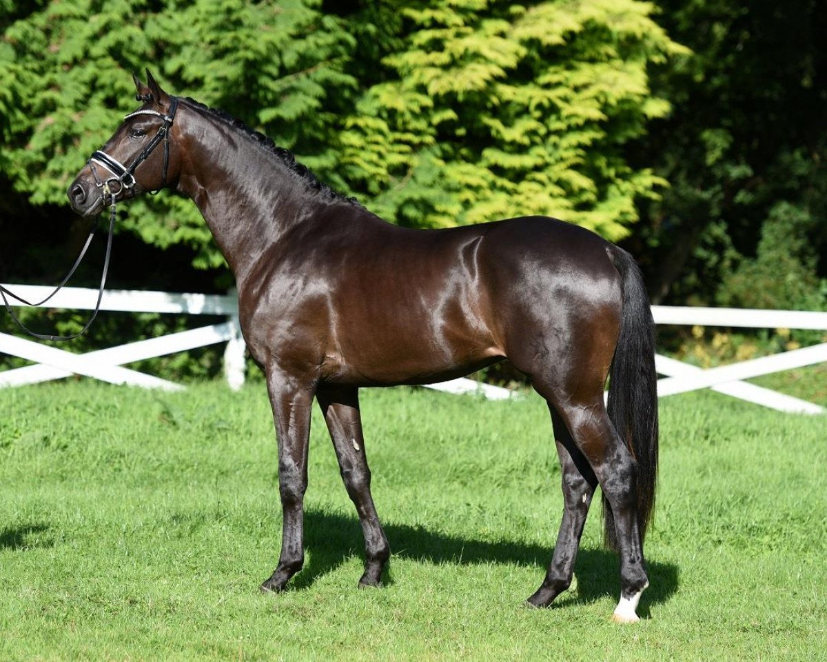 stallion In Versuchung (Trakehner, 2015, from Schwarzgold)