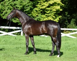 stallion In Versuchung (Trakehner, 2015, from Schwarzgold)