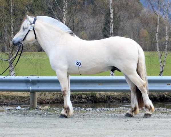 Deckhengst Almes Kviten (Fjordpferd, 2018, von Alme Baronen)