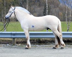 stallion Almes Kviten (Fjord Horse, 2018, from Alme Baronen)