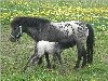 Zuchtstute Welcome v. Maurits (Dt.Part-bred Shetland Pony, 1995, von Constantijn van Maurits)