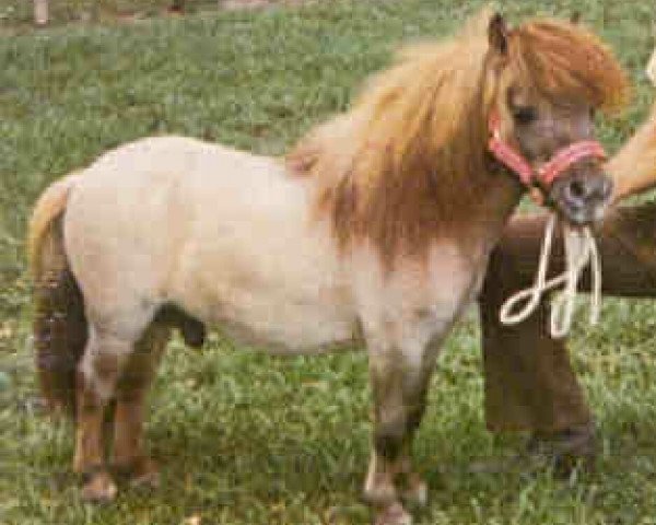 Deckhengst Komokos Litle Hussler (American Miniature Horse, 1974, von Komoko's King Tut)