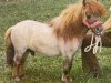 Deckhengst Komokos Litle Hussler (American Miniature Horse, 1974, von Komoko's King Tut)