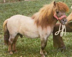 Deckhengst Komokos Litle Hussler (American Miniature Horse, 1974, von Komoko's King Tut)