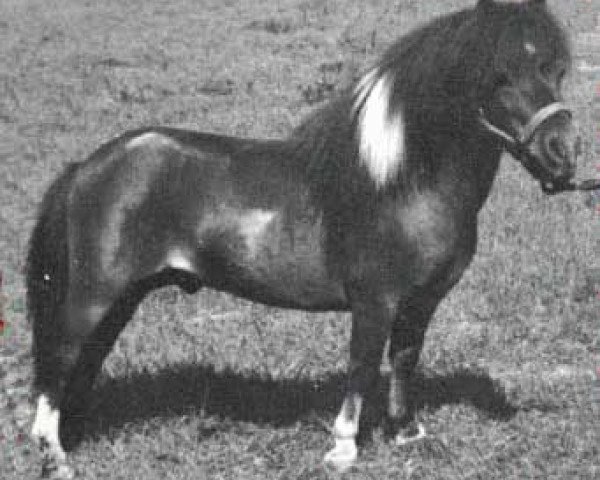 Deckhengst Komokos Dock Tallman (American Miniature Horse, 1978, von Komokos Litle Hussler)