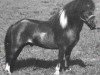 stallion Komokos Dock Tallman (American Miniature Horse, 1978, from Komokos Litle Hussler)