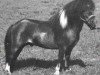 Deckhengst Komokos Dock Tallman (American Miniature Horse, 1978, von Komokos Litle Hussler)