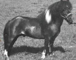 stallion Komokos Dock Tallman (American Miniature Horse, 1978, from Komokos Litle Hussler)