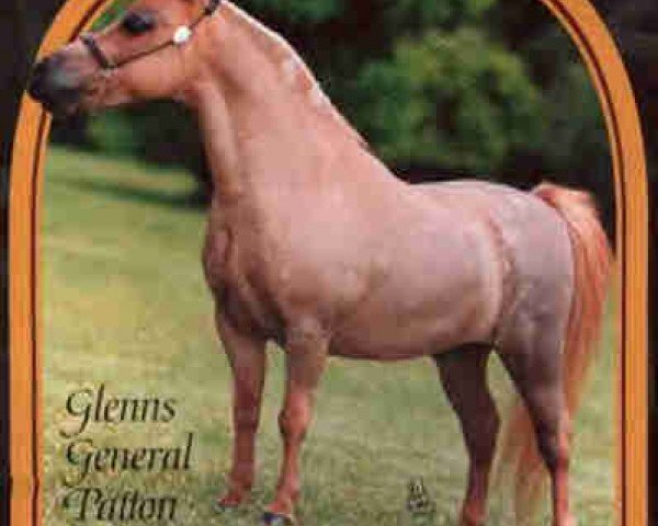 stallion Glenns General Patton (American Miniature Horse, 1991, from NFC Husselers Star)