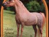 Deckhengst Glenns General Patton (American Miniature Horse, 1991, von NFC Husselers Star)