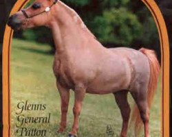 Deckhengst Glenns General Patton (American Miniature Horse, 1991, von NFC Husselers Star)