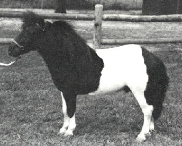 Deckhengst Dell Teras Clown (American Miniature Horse, 1981, von Dell Teras Moon Man)
