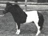 stallion Dell Teras Clown (American Miniature Horse, 1981, from Dell Teras Moon Man)