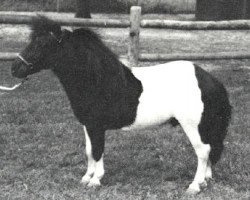 stallion Dell Teras Clown (American Miniature Horse, 1981, from Dell Teras Moon Man)