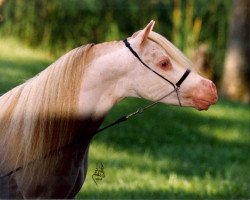 stallion Little Kings Buckwheat (American Miniature Horse, 1985, from Boones Little Buckeroo)