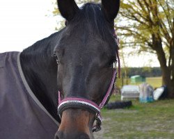 Springpferd Marlene 59 (Deutsches Sportpferd, 2011, von Corlensky G)